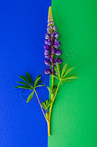 紫色的花朵和绿色的羽扇豆叶子工作室照片图片