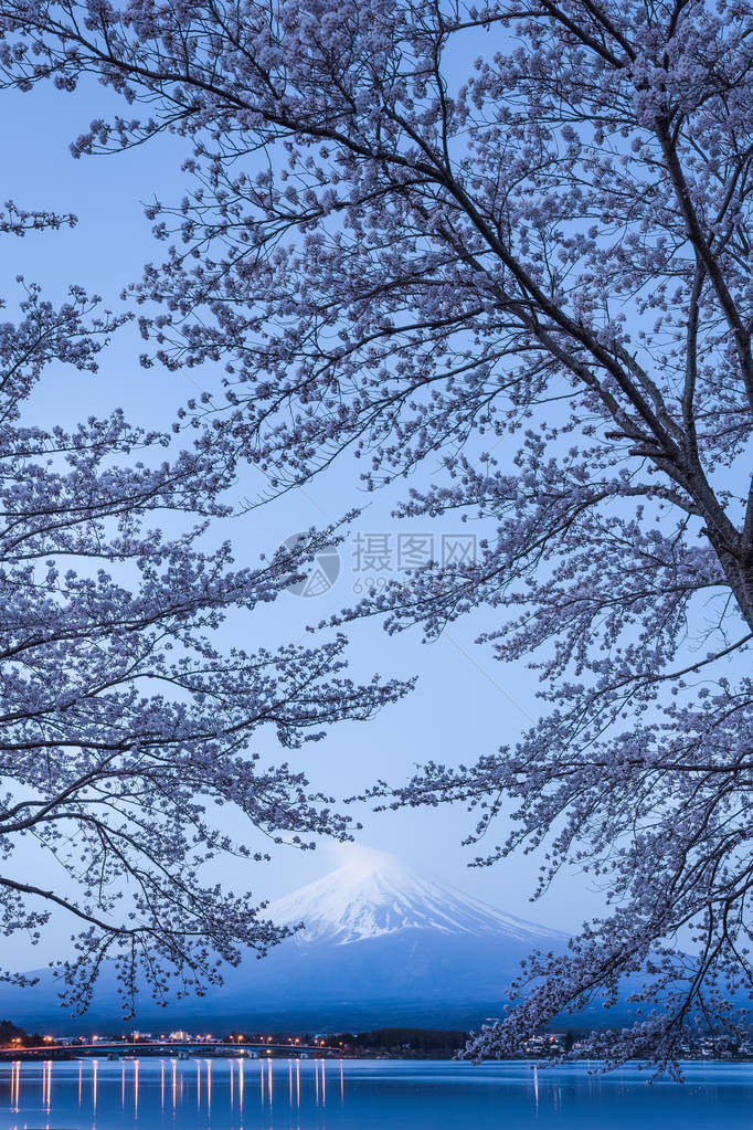 春季在日本川口子湖川口子湖的樱花图片