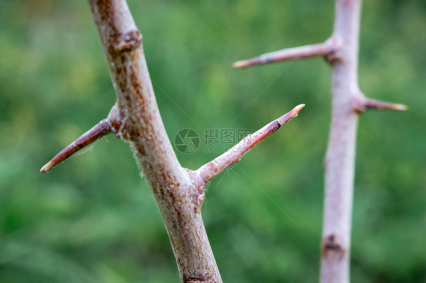 有尖刺的树枝危险的象征图片