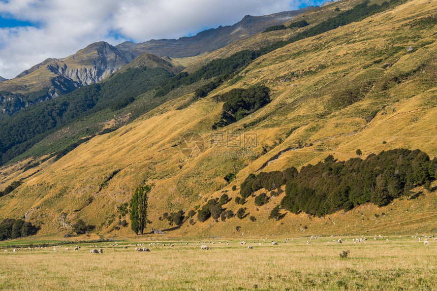 养羊是新西兰的重要产业图片