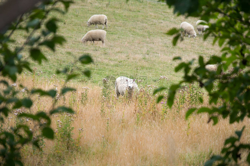 养羊是新西兰的重要产业图片