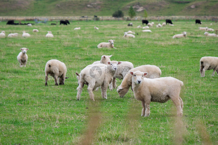 新西兰的羊群养羊是新西兰的图片