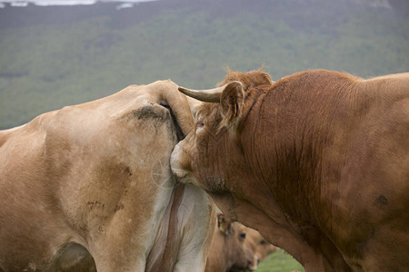 一头公牛在闻一头牛的味道图片