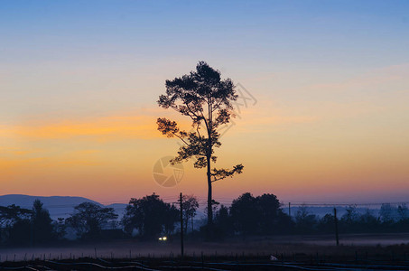 早上的日出和树木的景色图片