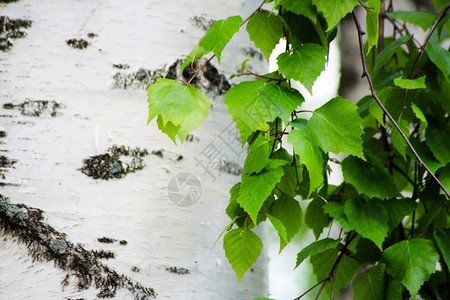 Birch树干和叶美丽自背景图片