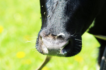 牛的鼻子非常接近自然背景户外图片