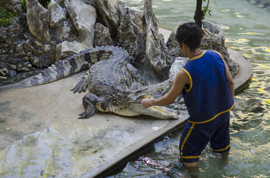 在泰国的鳄鱼秀非常令图片
