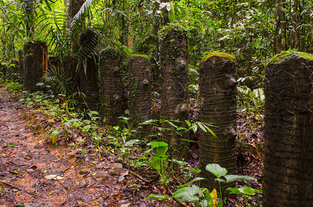 有热带树木的丛林冒险背景图片