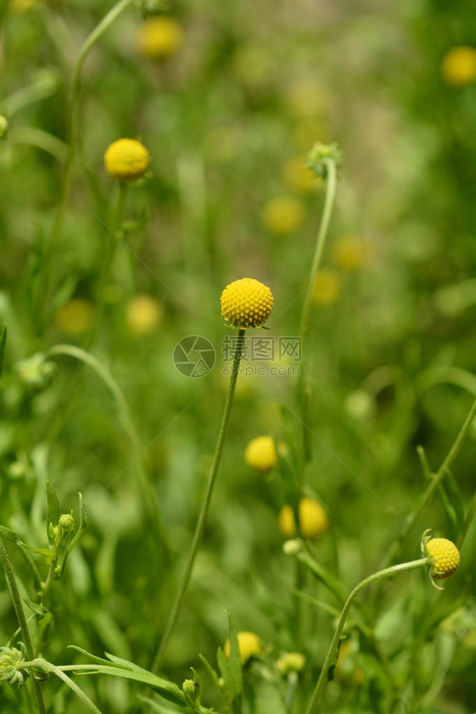 菠萝花黄色绒球花拉丁名Heleniumaromaticum图片