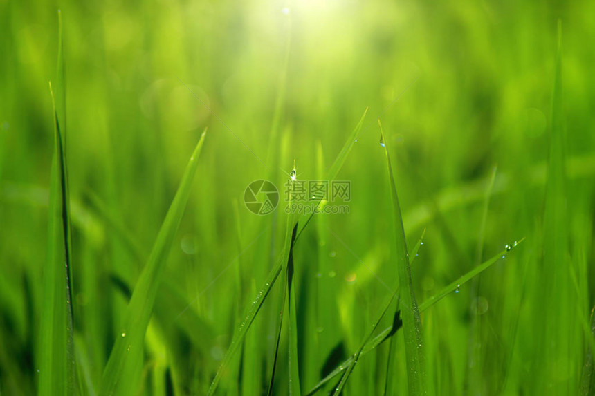 稻田水稻植物绿叶与光图片
