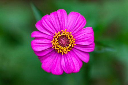 在花园中紧贴粉色Zinnia花ZinniaViolacea图片