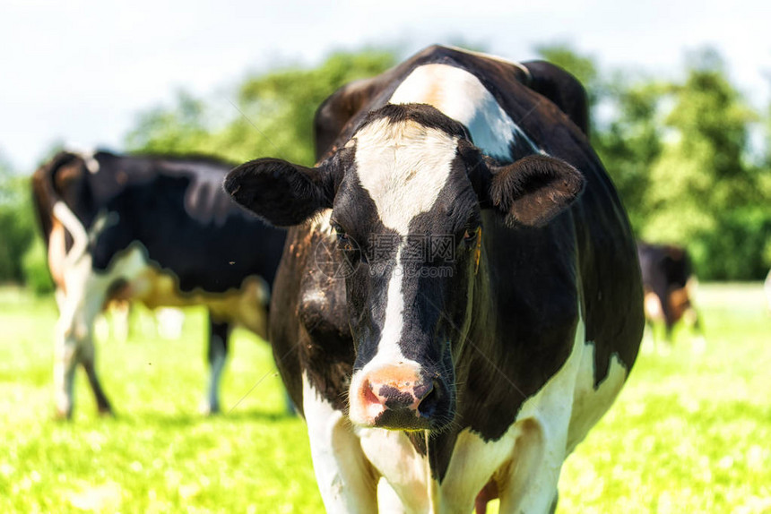 一头荷兰荷斯坦奶牛的肖像图片