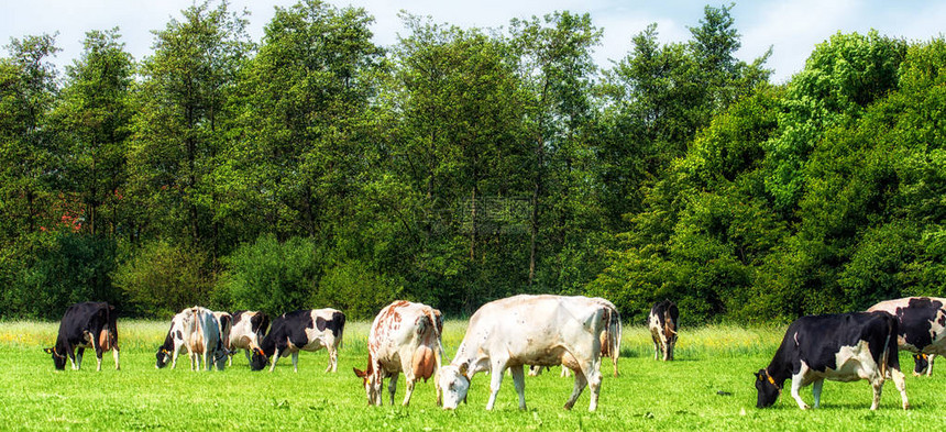 Holstein牛群在荷兰低地牧场上放牧图片