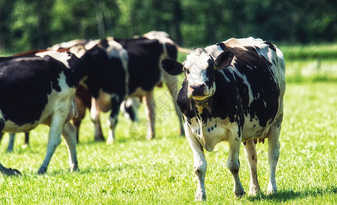 HolsteinFriesian牛群在荷兰绿草地玉米田和背图片