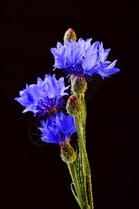 黑色背景上鲜蓝花朵的花粉成分以黑图片