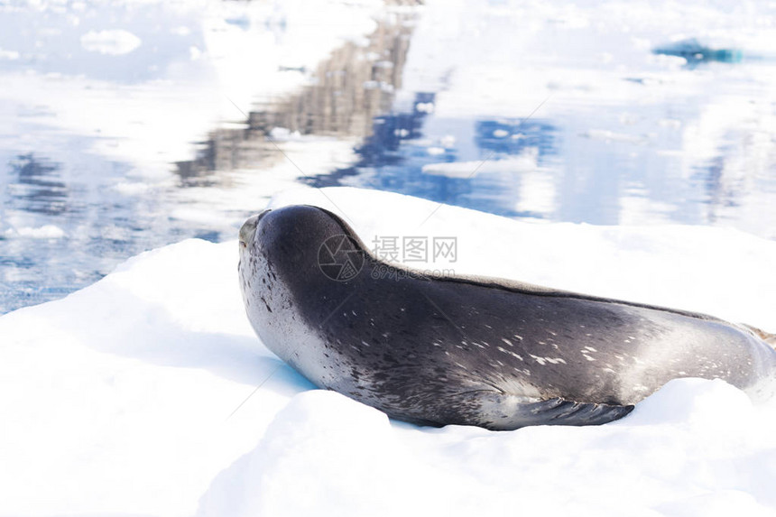 南极半岛豹海Hydrurgalep图片