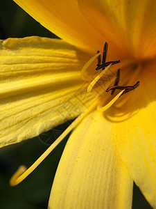 公园里美丽的黄花背景图片