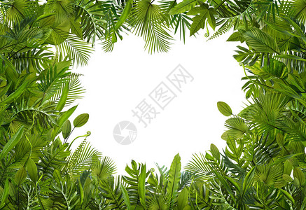 热带绿色树叶白背景装背景图片