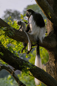 卡洛布斯猴子在树上和图片
