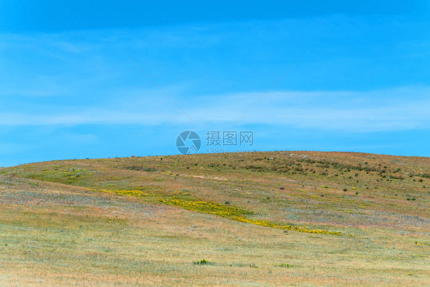 野草原郁金香和花在美丽的泉水草地和图片