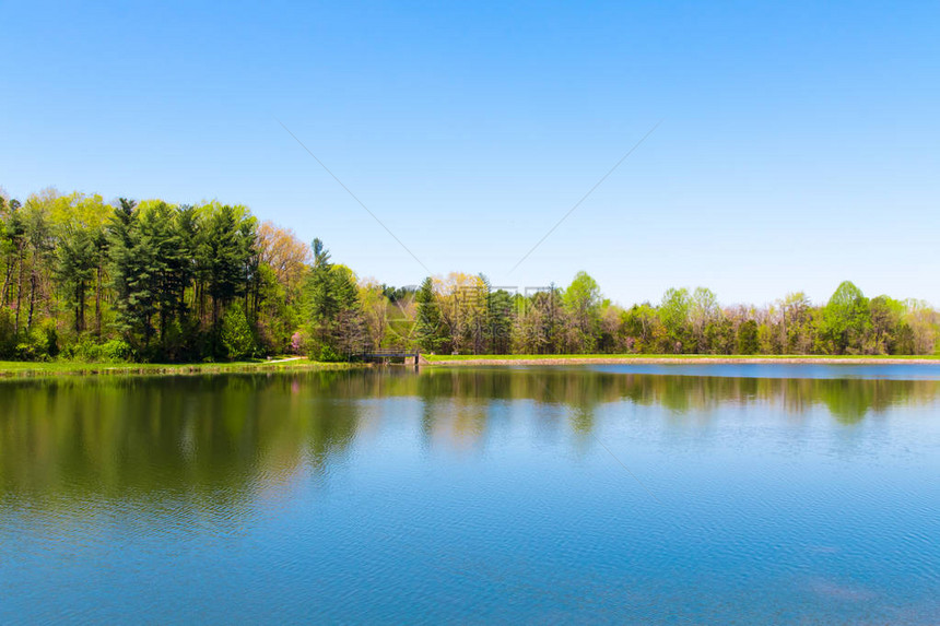美丽的湖在阳光明媚的春日有森林反射图片