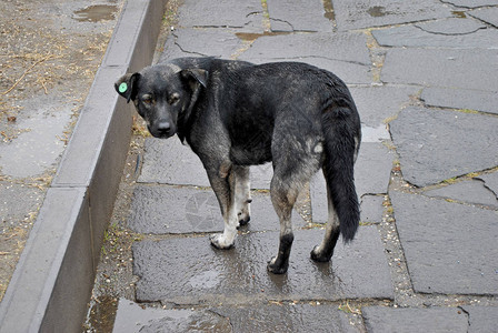 第比利斯的流浪狗背景图片