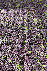 在种植园种植的紫色和绿色生菜树苗的图片