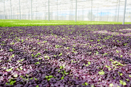 在现代农场的大型玻璃房种植紫图片