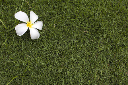 白freangipani花朵安排图片