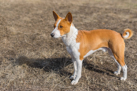 勇敢的巴仙吉犬站在早春的土地上图片