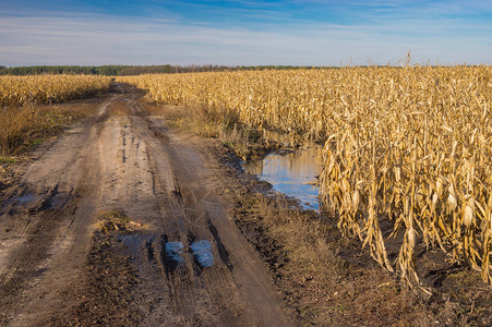 深秋时分乌克兰中部农田与玉米之间的肮脏图片