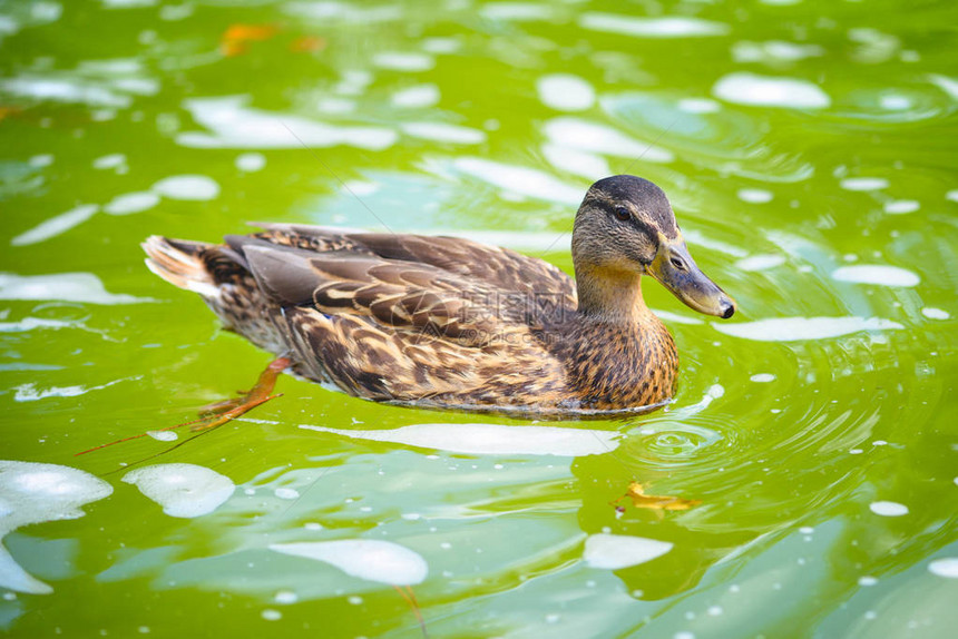 一只雌鸭子在水面上的肖像图片
