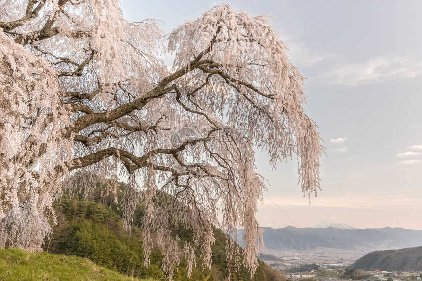 山梨町的志留樱和富士山图片