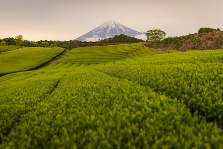 春天的茶园和富士山图片