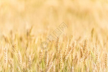 农业景观成熟的夏季背景图片
