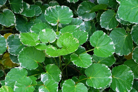 黄芩生态概念绿色和白条形树叶或用于花园装饰的亚拉利雅地基植物绿背景