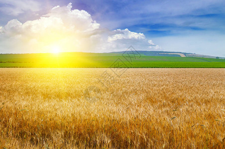 农业景观麦田和宜人的日出图片