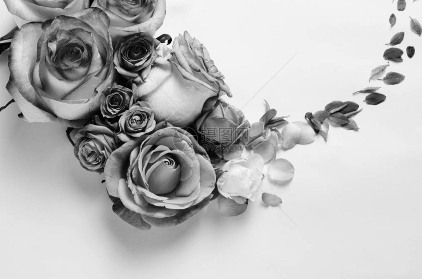 活玫瑰花框美丽的花卉背景单色过滤模板到春假图片