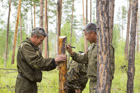 林业检查员与一群护林员在标出森林卫生采伐的地块图片