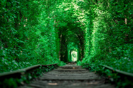 春天森林的铁路隧道图片