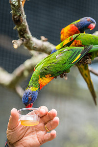 人类在动物园里坐在一棵树的枝上向叫Lorikeet的多彩鹦鹉彩图片