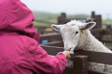 在英格兰肯特农场喂羊的小女图片
