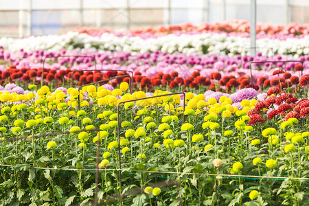 鲜花鲜花菊菊花壁纸图片