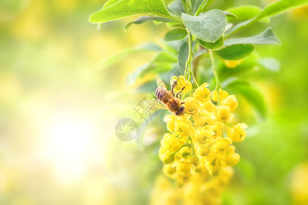 黄色花上的蜜蜂收集花粉图片