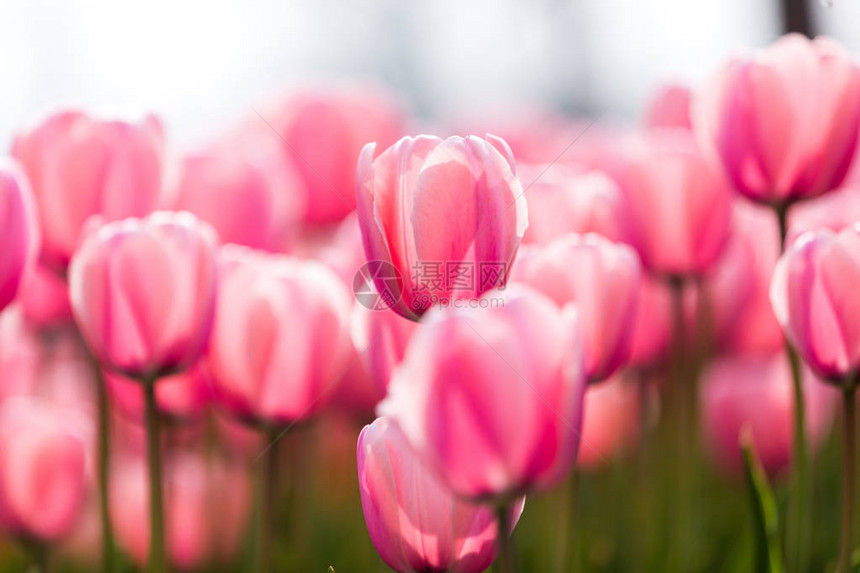 郁金香花美丽的郁金香花束五颜图片