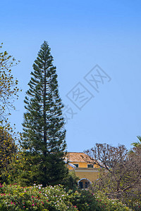 高绿色异国花椰子树图片