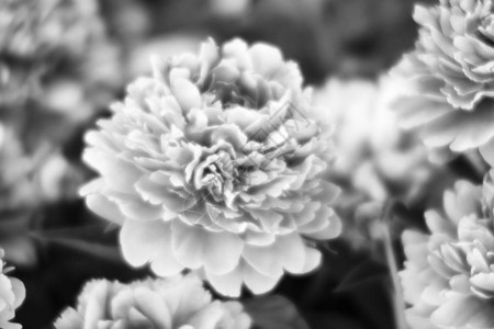 花园中牡丹的柔和焦点黑白图像盛开的白牡丹选择图片