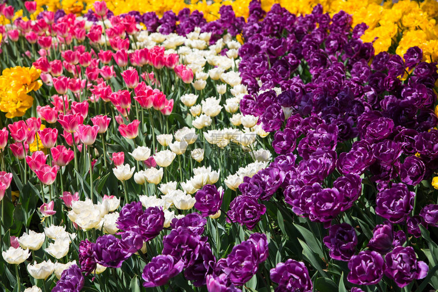 郁金香花美丽的郁金香花束五颜六色的郁金香春天花园里的郁金图片