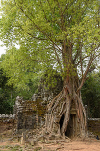 柬埔寨暹粒Angkor建筑群TaSo图片