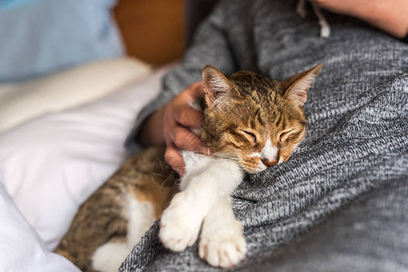 虎斑猫睡在床上的女人身边图片